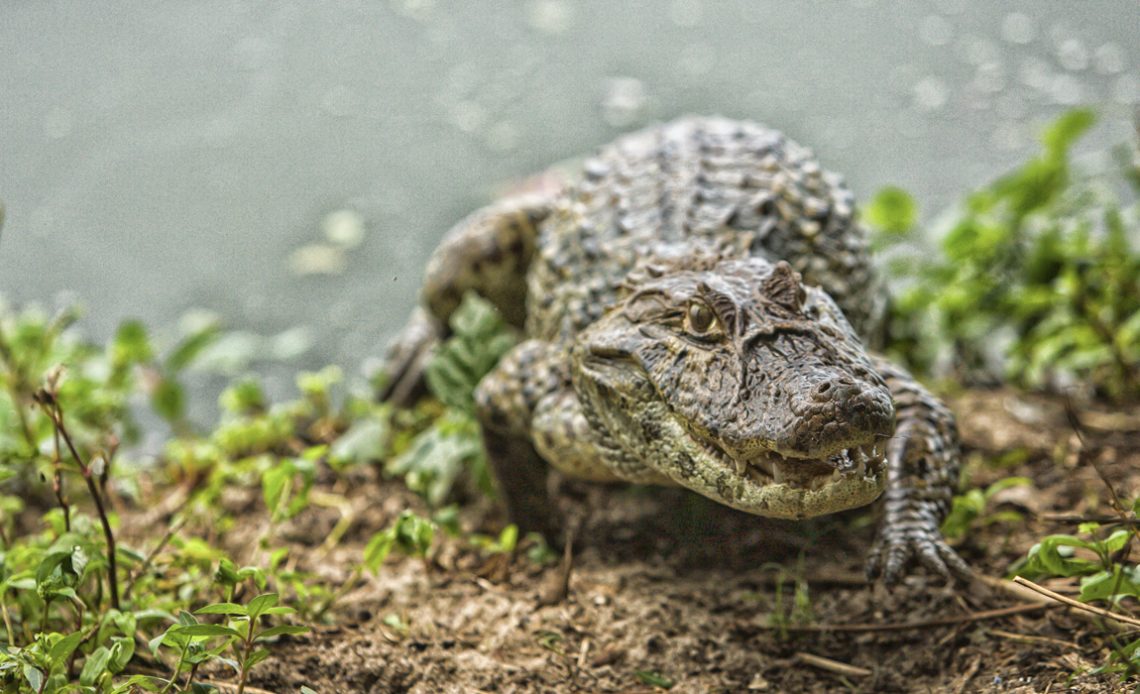 Jacaré do papo amarelo (Caiman latirostris)