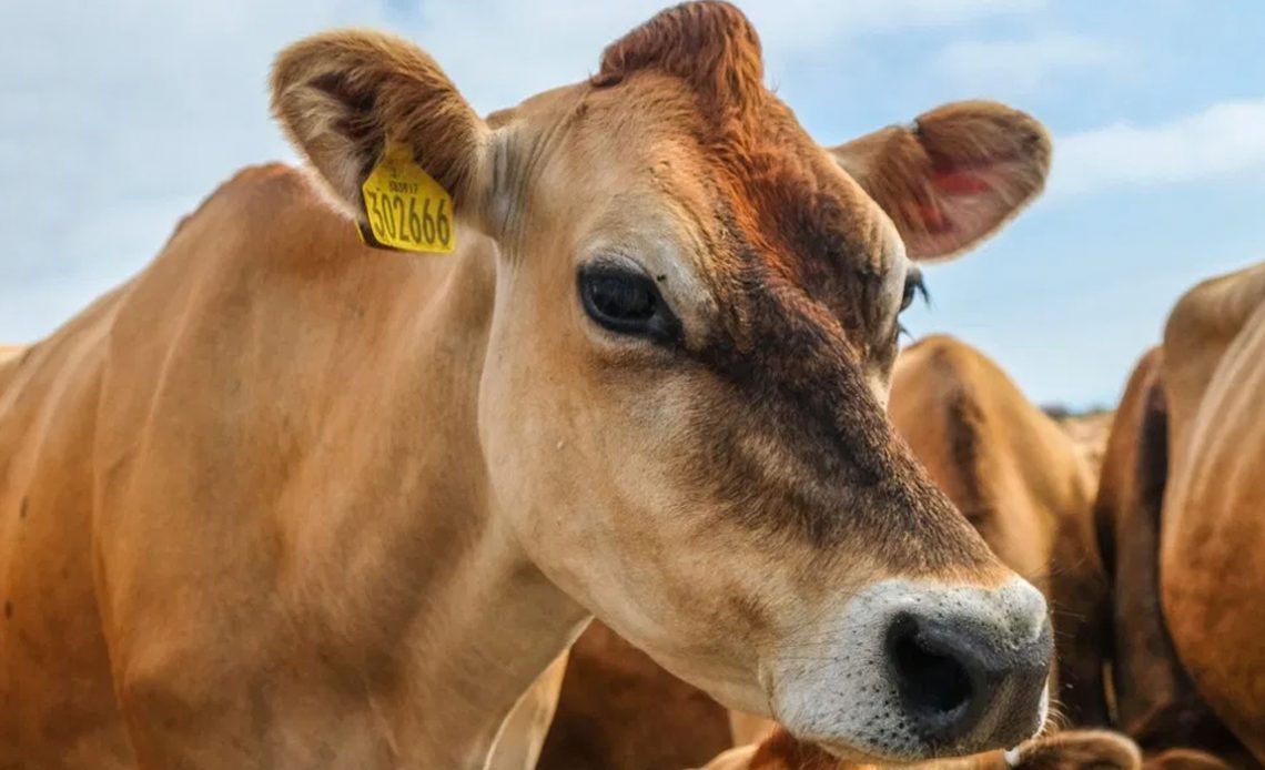 Close em uma vaca jersey com destaque para o olho do animal