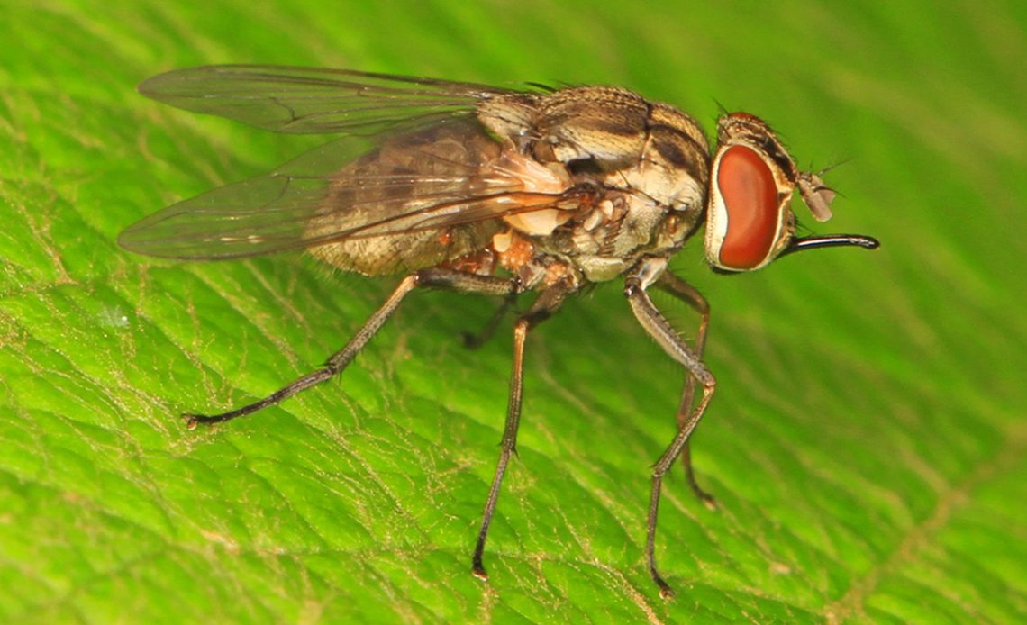 Mosca do estábulo (Stomoxys calcitrans)