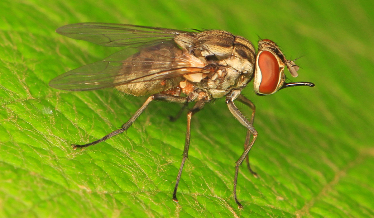 Tsetse fly