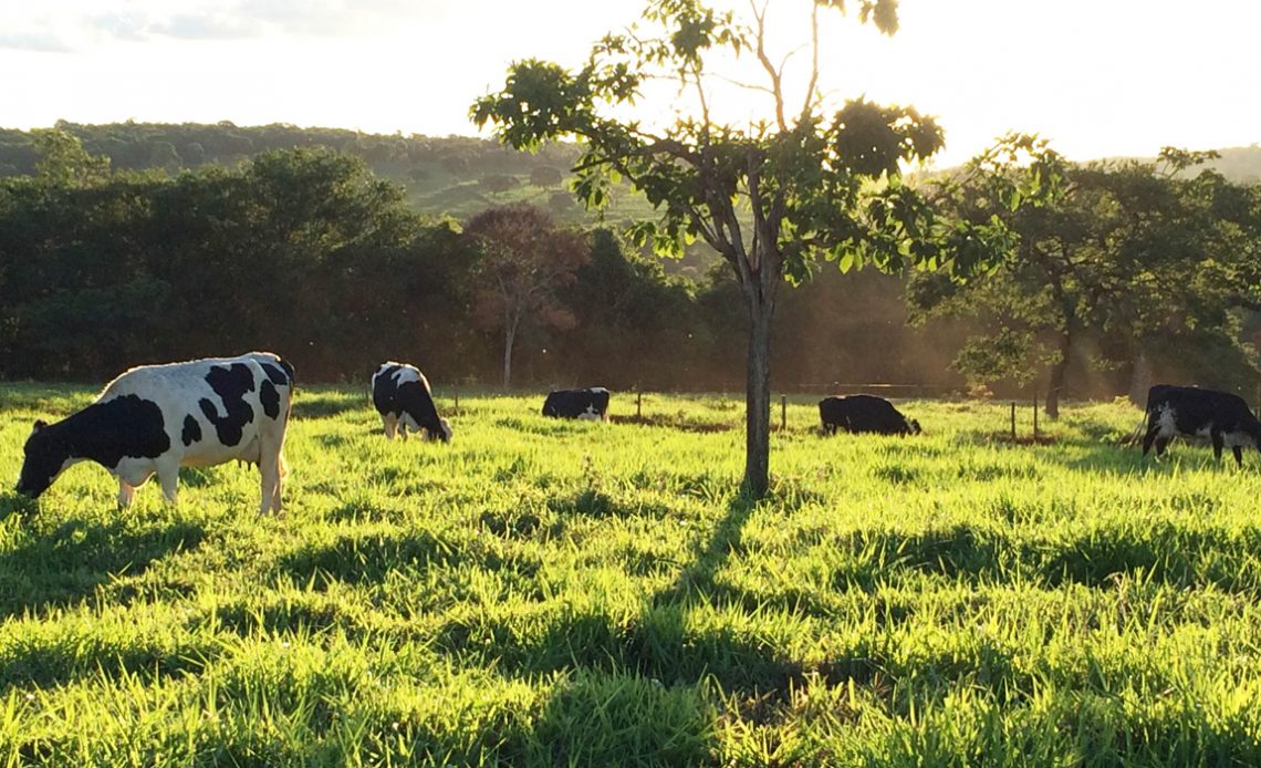 Vacas holandezas em pastagem sombreada