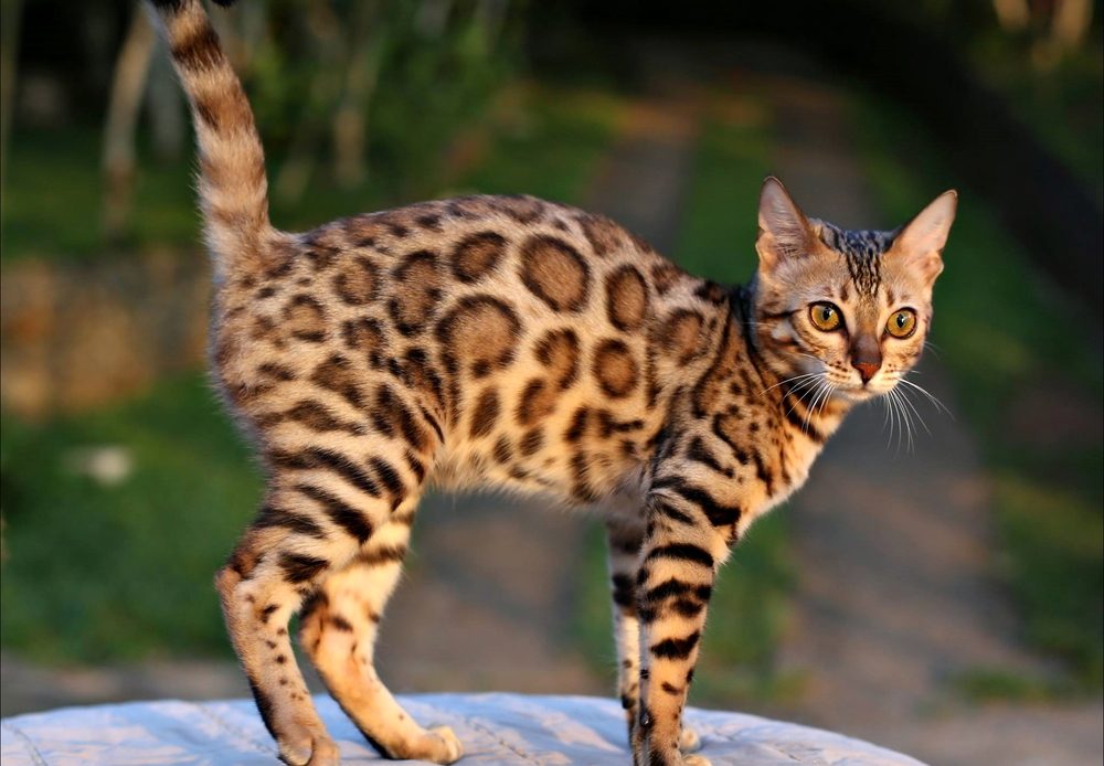 Bengal