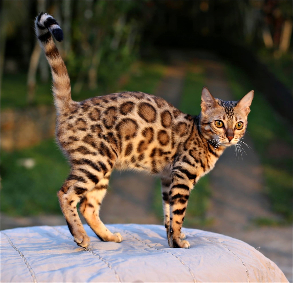 Bengal