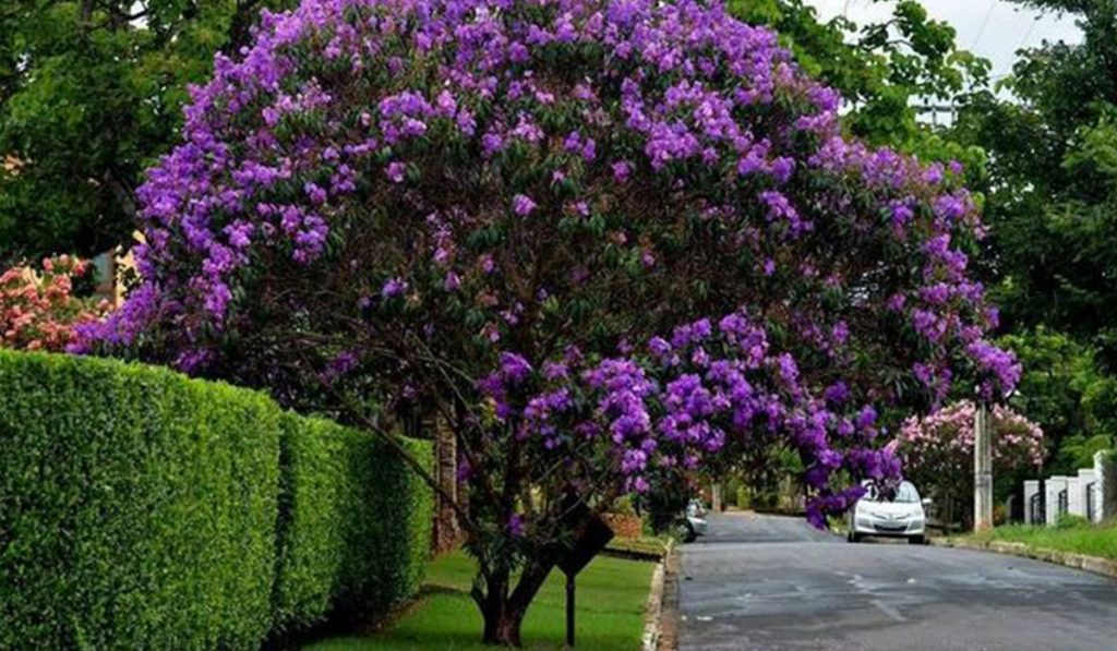 Quaresmeira (Tibouchina granulosa) utilizada na arborização de ruas