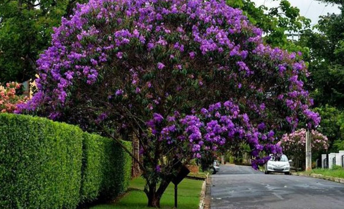 Quaresmeira (Tibouchina granulosa) utilizada na arborização de ruas