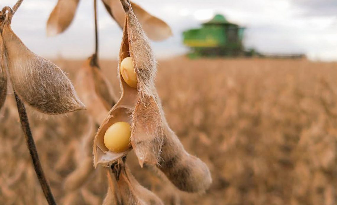 Legumes de soja abertos, prontos para colheita e colhetadeira ao fundo