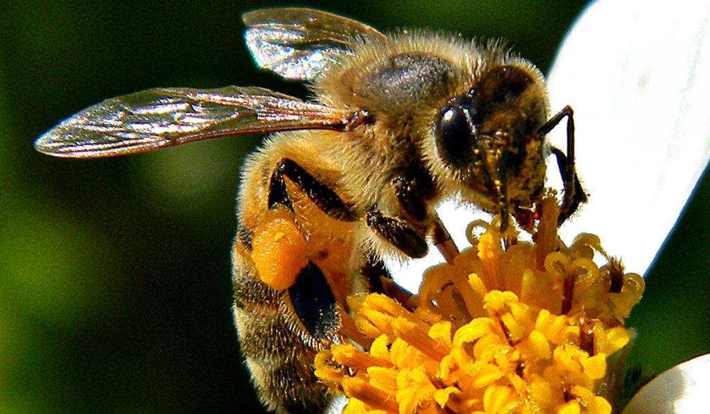 Apis em trabalho de campo numa flor composta