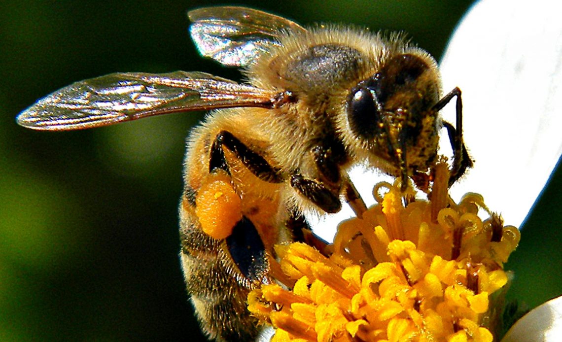 Apis em trabalho de campo numa flor composta