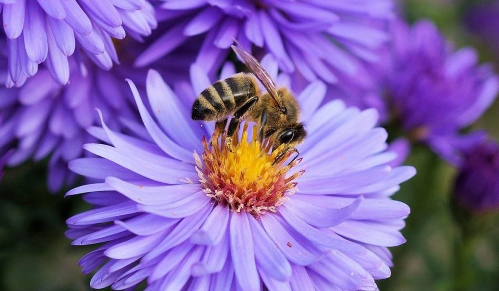 Abelha (Apis mellifera) em trabalho de campo