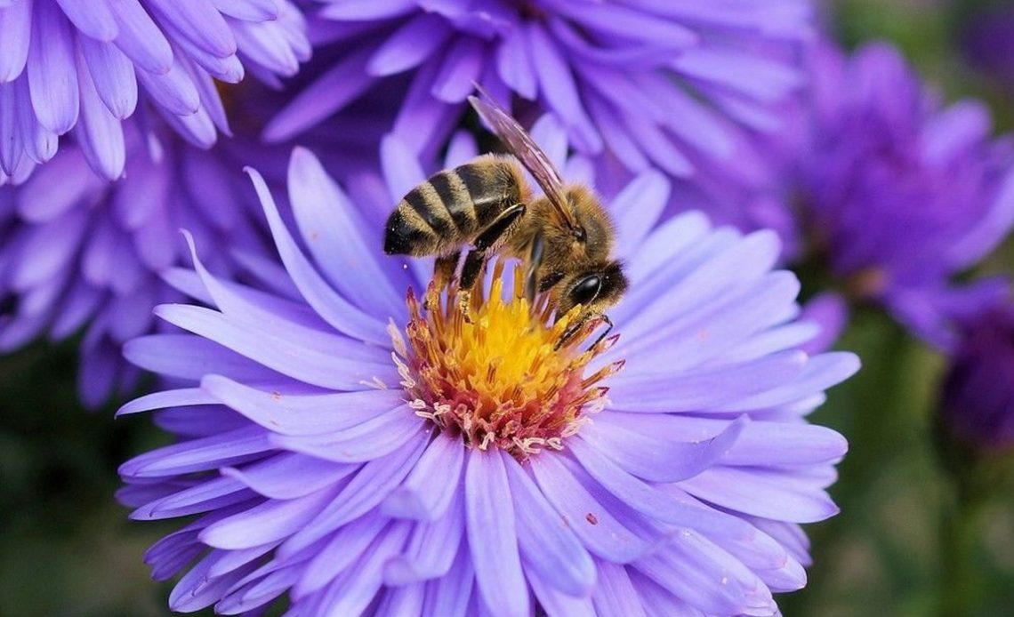 Abelha (Apis mellifera) em trabalho de campo