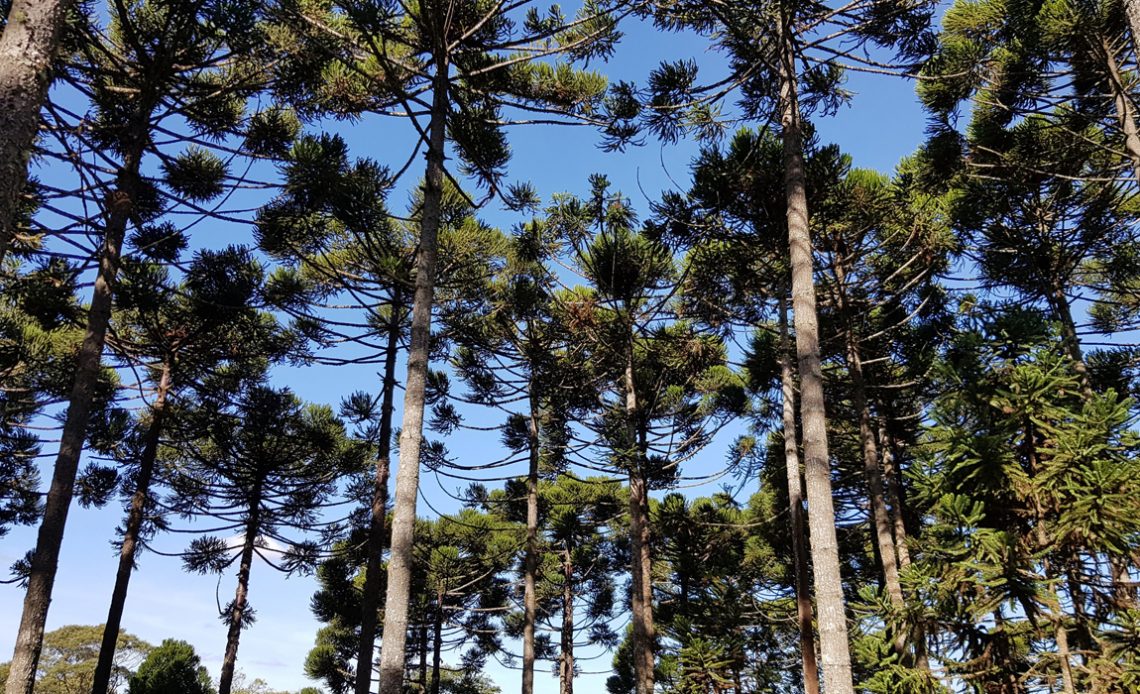 Bosque de araucárias