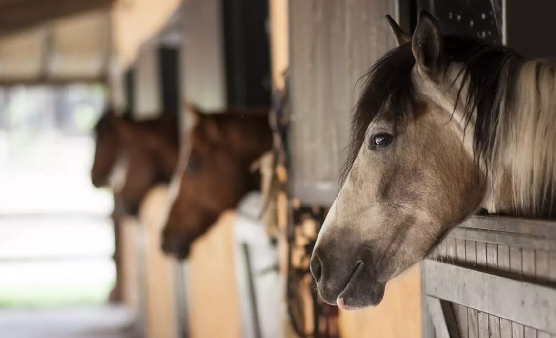 Cocheira com cavalos nas baias