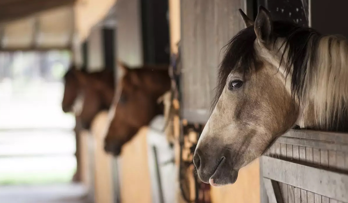Cocheira com cavalos nas baias