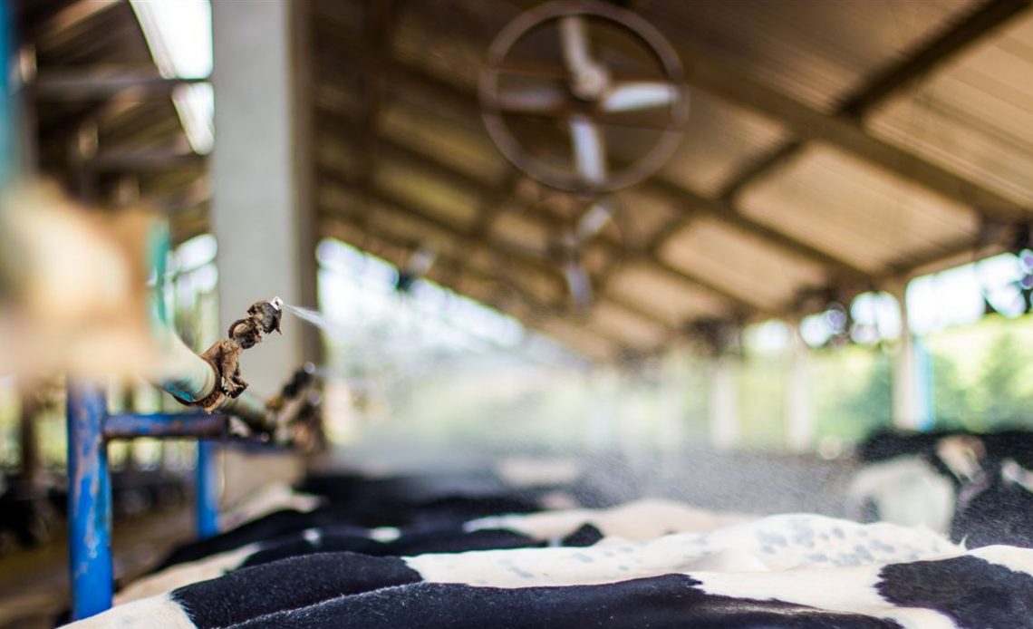 Compost barn para vacas de leite com climatização