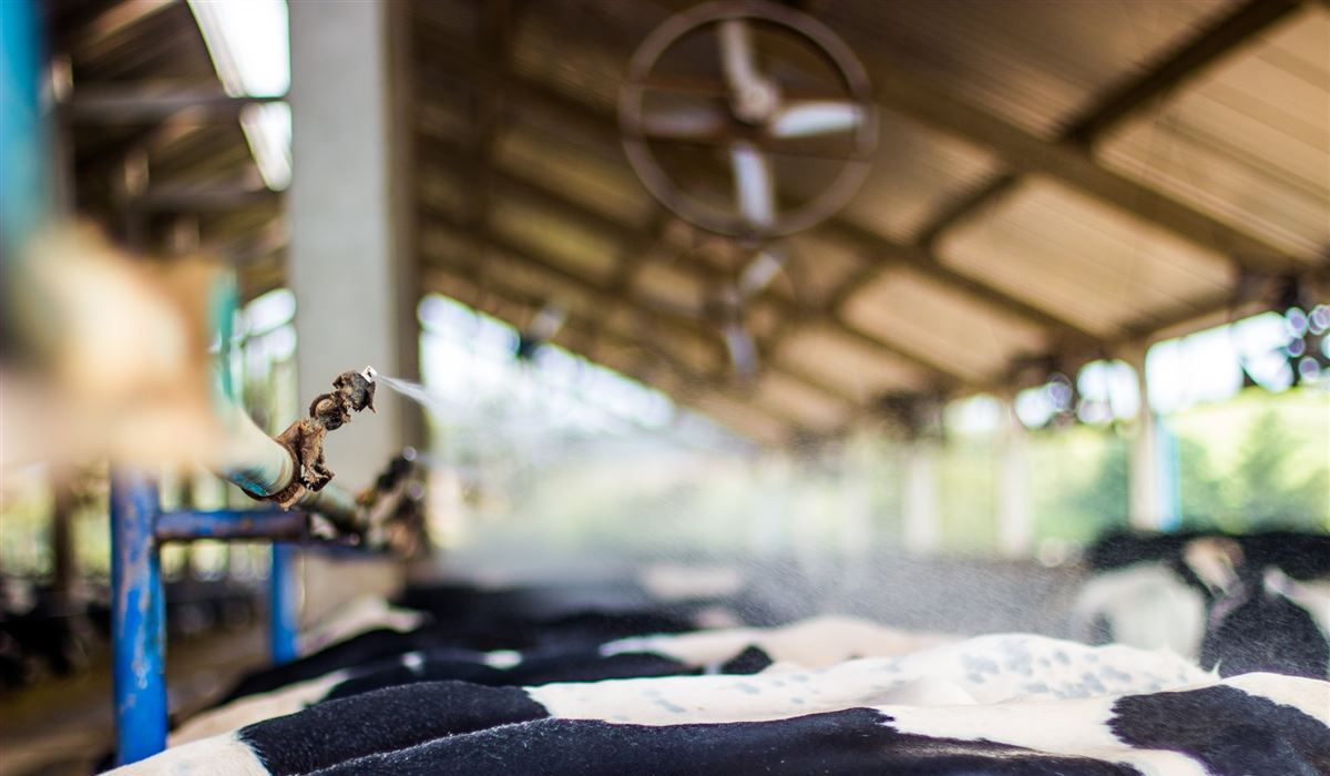 Compost barn para vacas de leite com climatização