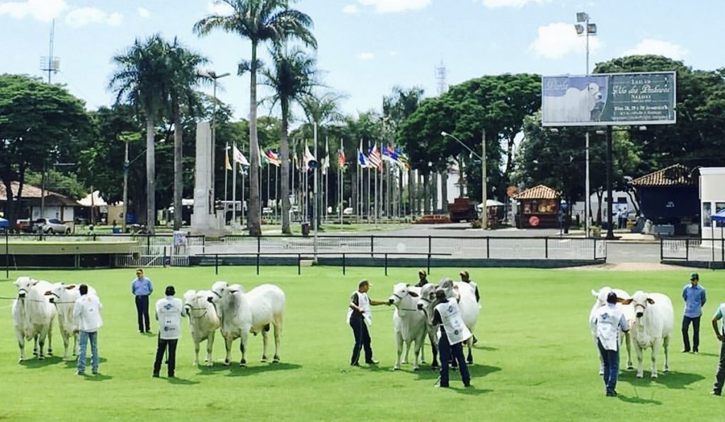 Exposição de animais da raça nelore