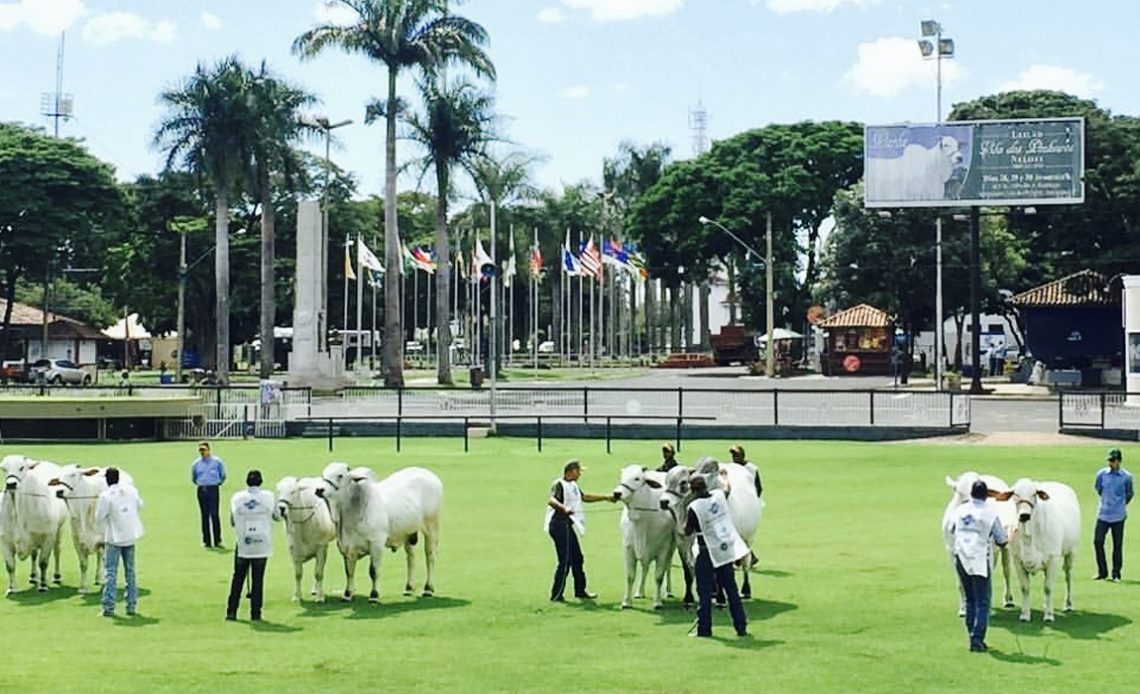 Exposição de animais da raça nelore