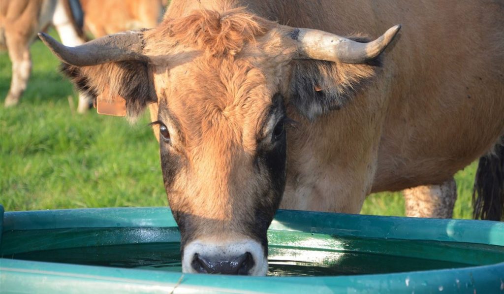 Vaca bebendo água