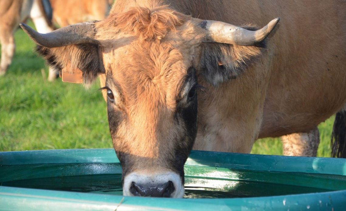 Vaca bebendo água