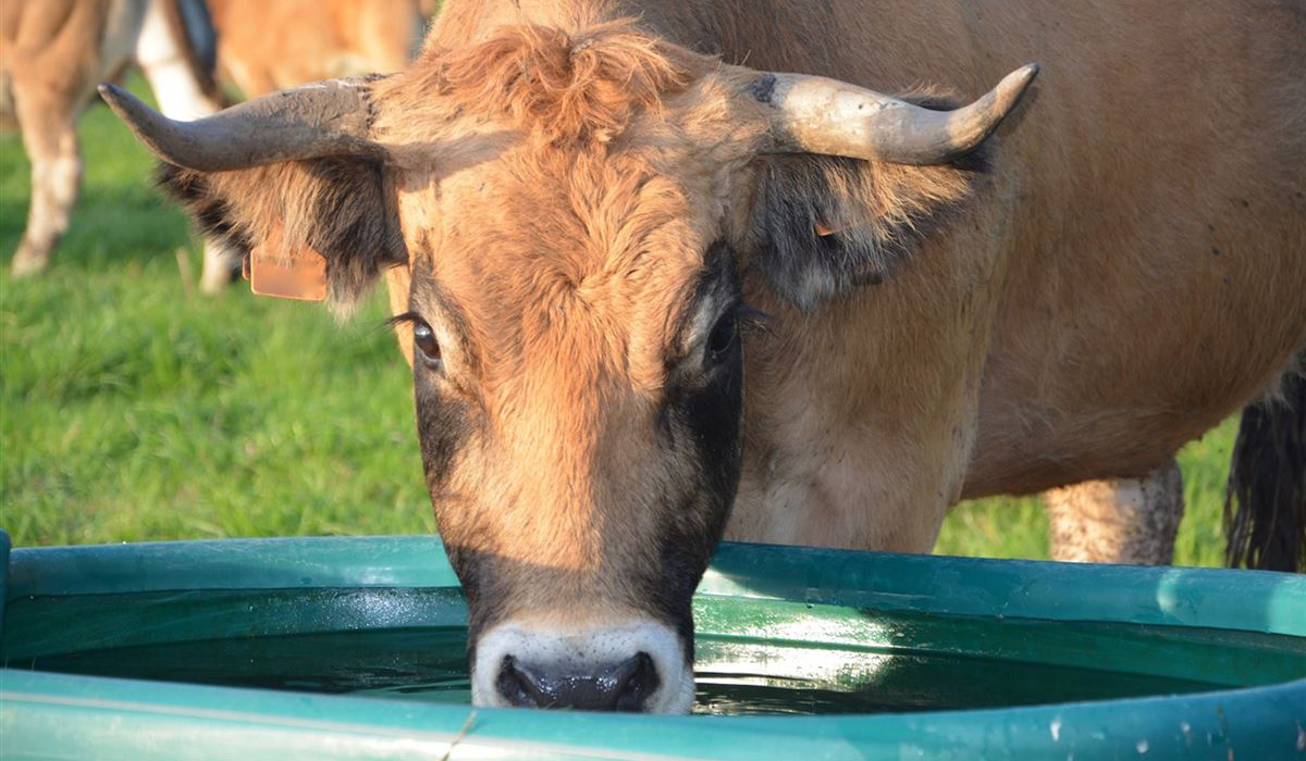 Vaca bebendo água