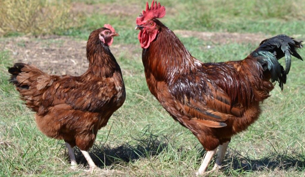 Galinha e galo Rhode Island Red