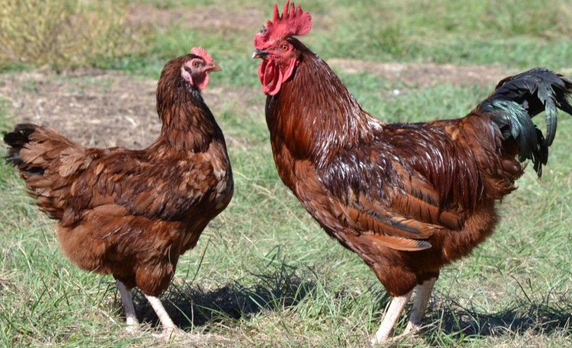 Galinha e galo Rhode Island Red