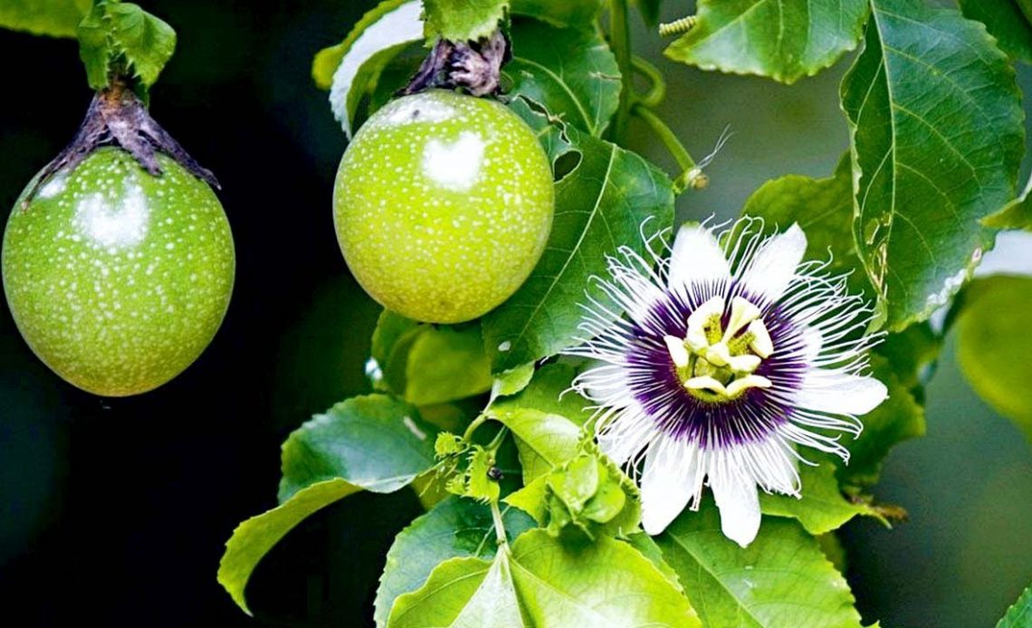 Frutos e flor do maracujá ao pé