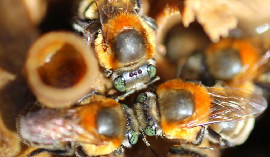 Abelha nativa sem ferrão Guaraipo (Melipona bicolor)