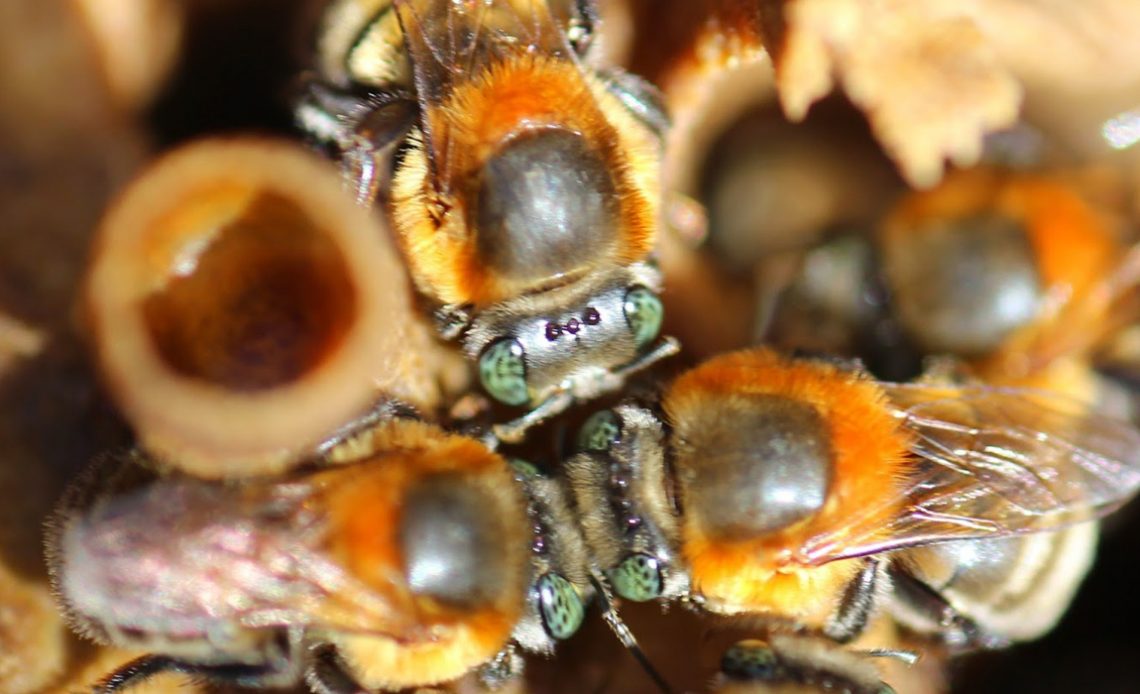 Abelha nativa sem ferrão Guaraipo (Melipona bicolor)