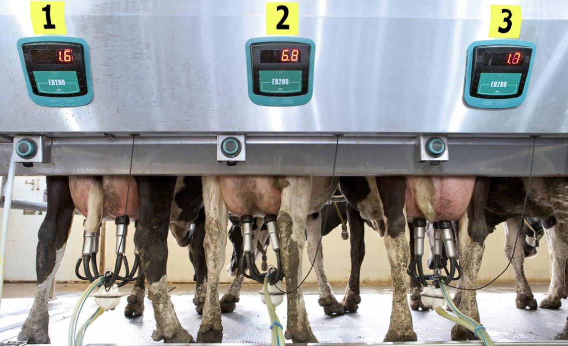 Vacas sendo ordenhadas em sistema automatizado
