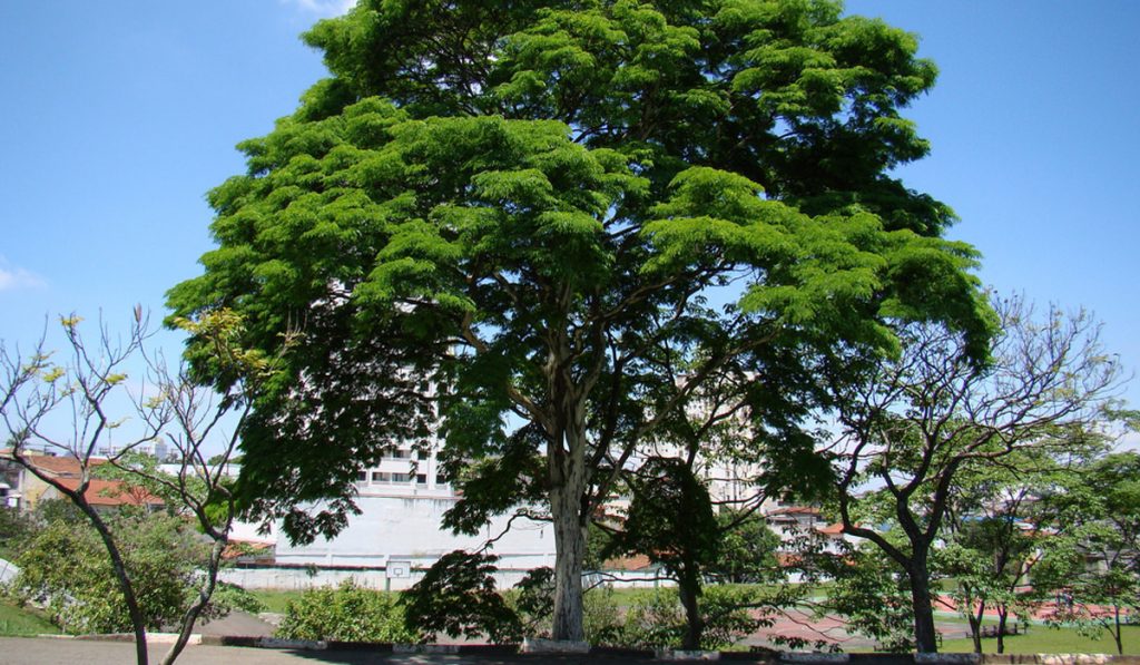 Pau ferro (Caesalpinia leiostachya)