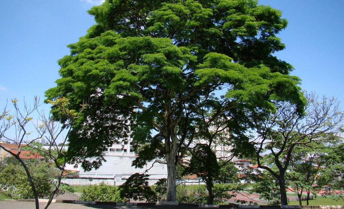 Pau ferro (Caesalpinia leiostachya)