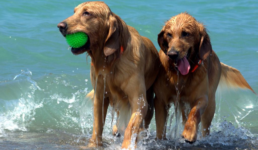 Cães molhados brincando na beira da praia
