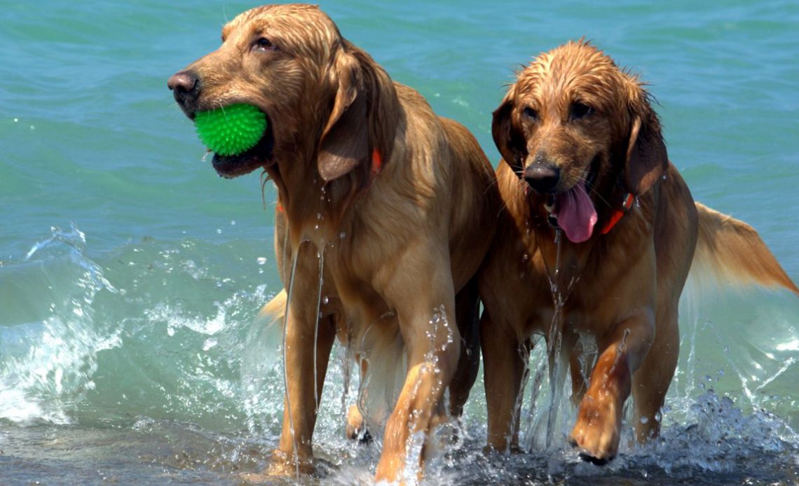 Cães molhados brincando na beira da praia