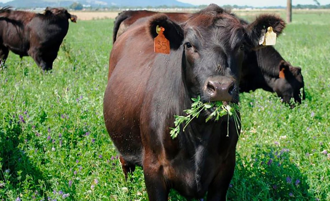 Vaca com um punhado de plantas na boca