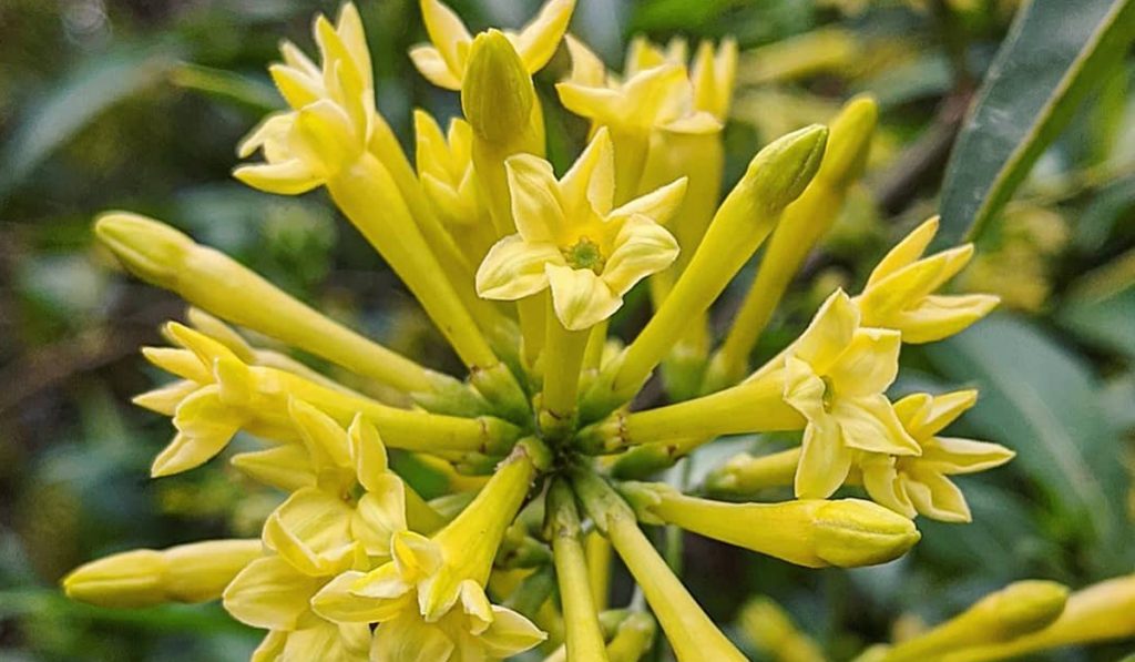 Coreana (Cestrum parqui) em floração