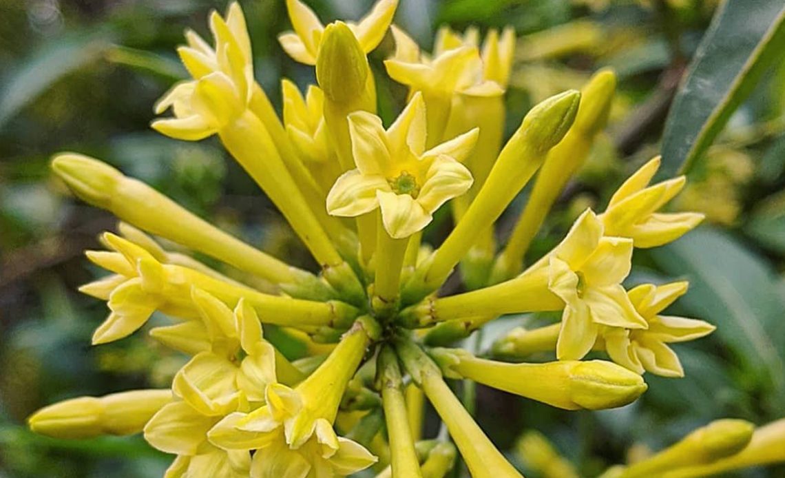 Coreana (Cestrum parqui) em floração