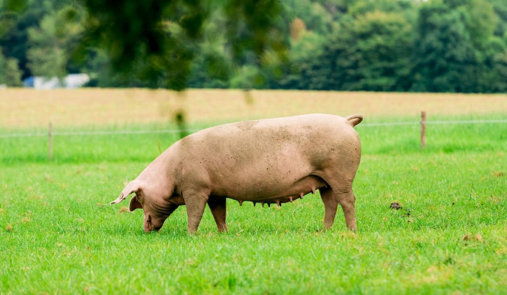 Porca pastando em piquete