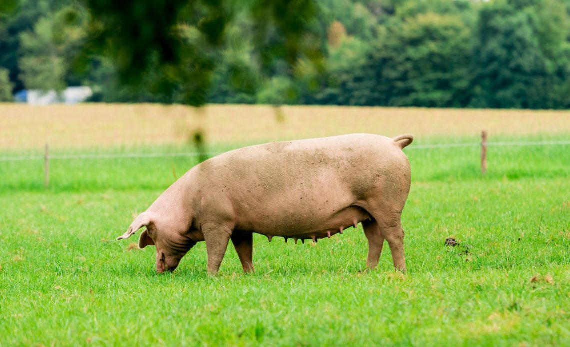 Porca pastando em piquete