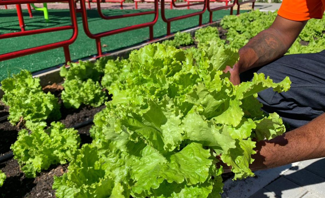 Praça Agroecológica de Maricá - colheita de alface