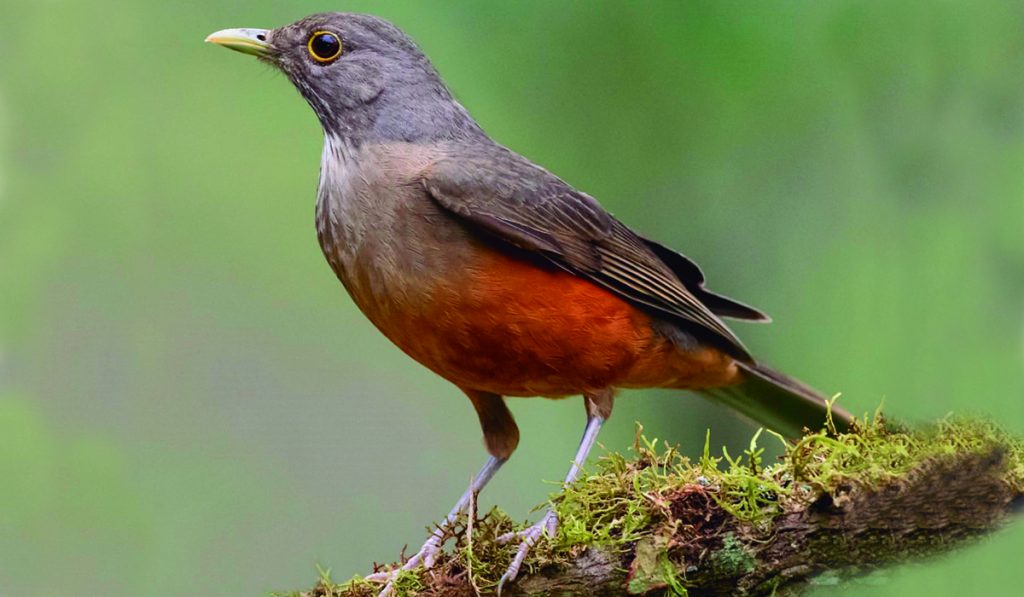 Sabiá laranjeira (Turdus rufiventris)