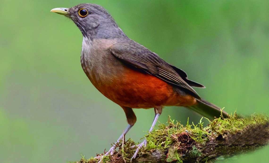 Sabiá laranjeira (Turdus rufiventris)