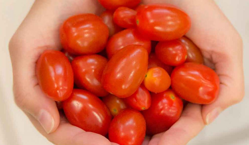 Mulher como um punhado de tomates cereja nas mãos