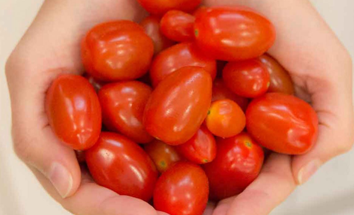 Mulher como um punhado de tomates cereja nas mãos