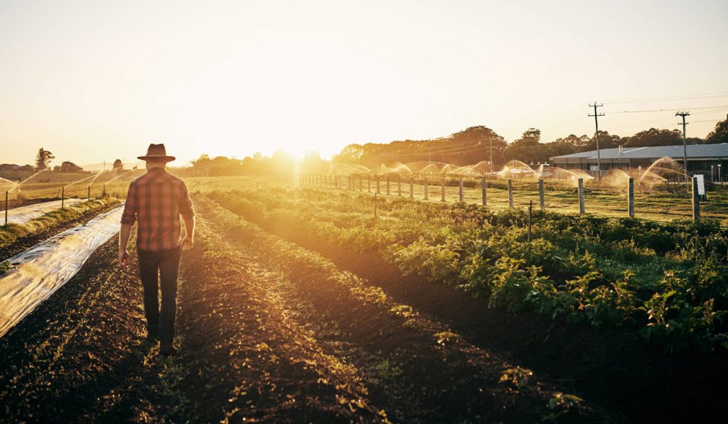 Produtor rural caminhando por sua lavoura irrigada com sol ao fundo