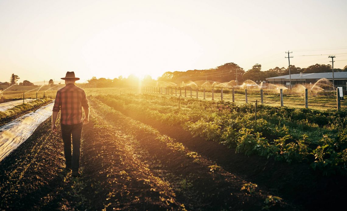 Produtor rural caminhando por sua lavoura irrigada com sol ao fundo