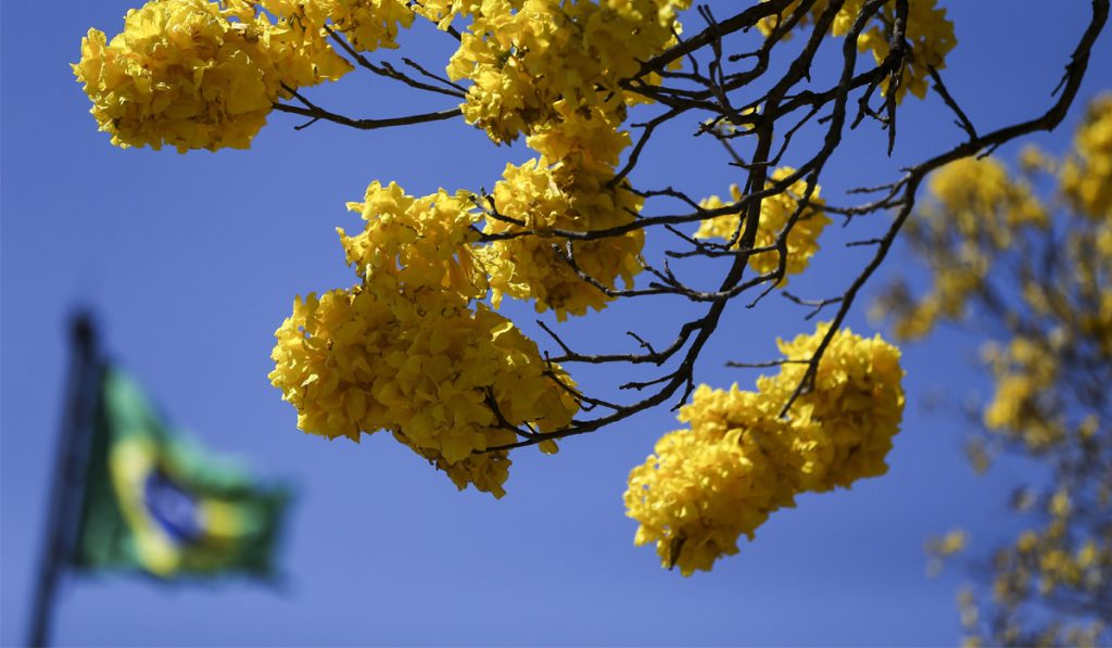 Floração do ipê amarelo com bandeira nacional ao fundo