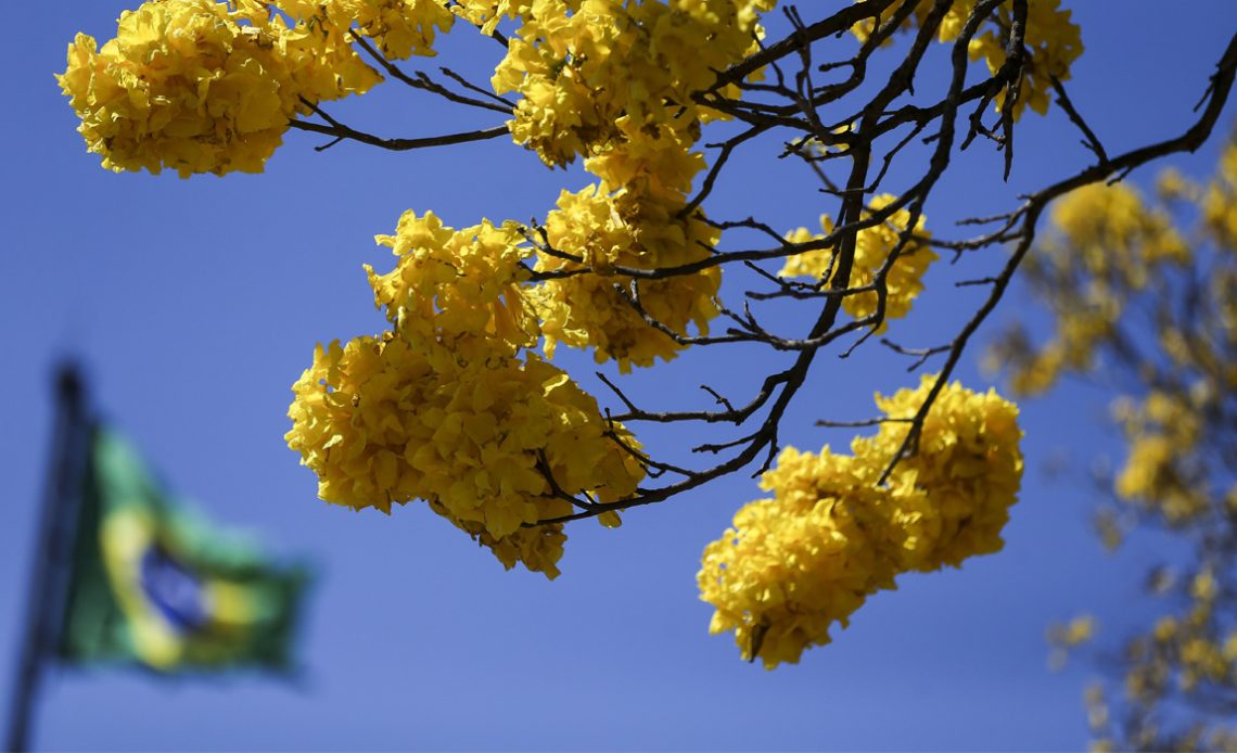 Floração do ipê amarelo com bandeira nacional ao fundo