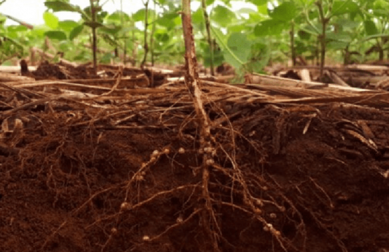 Bioestrutura do solo beneficiado pelo emprego de inoculadores