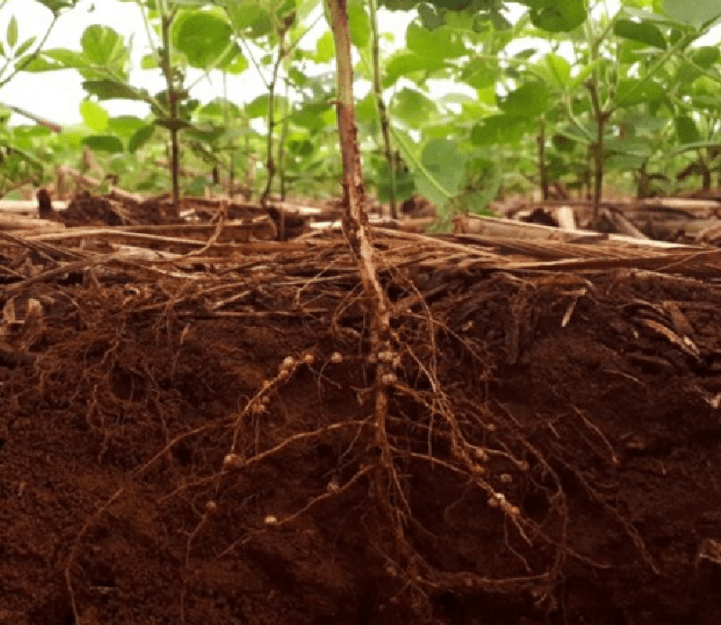 Bioestrutura do solo beneficiado pelo emprego de inoculadores